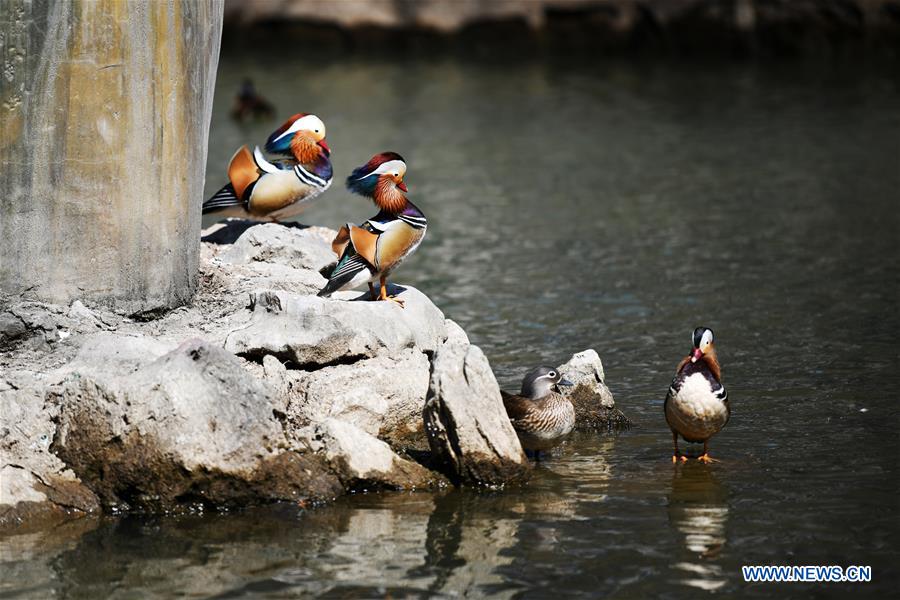 Patos mandarines nadan en el Parque Zhaolin de Harbin