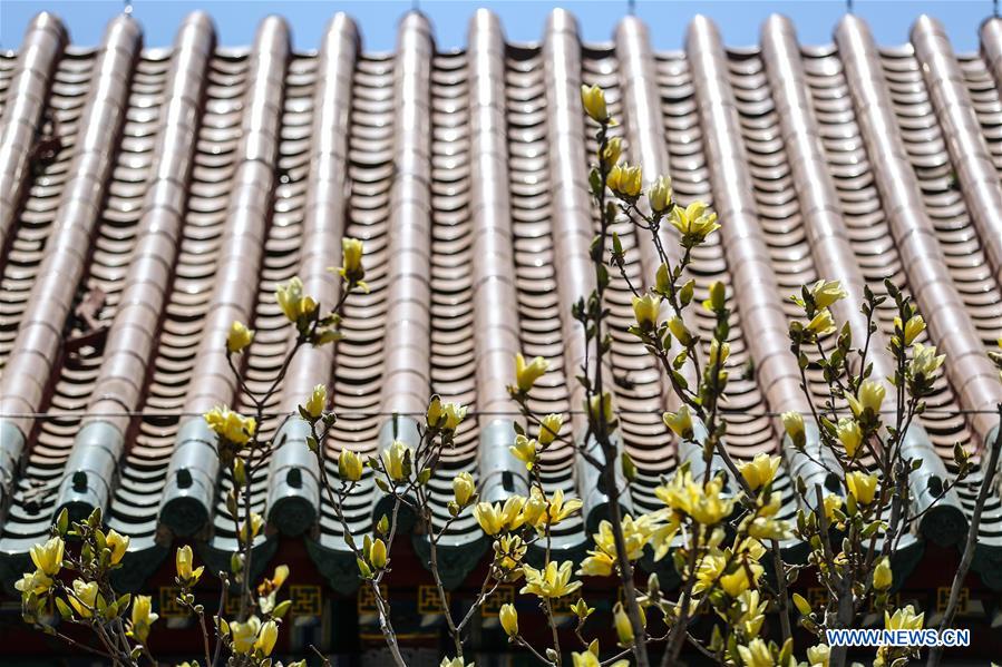 En fotos: flores de magnolia en el Museo de Palacio de Shenyang