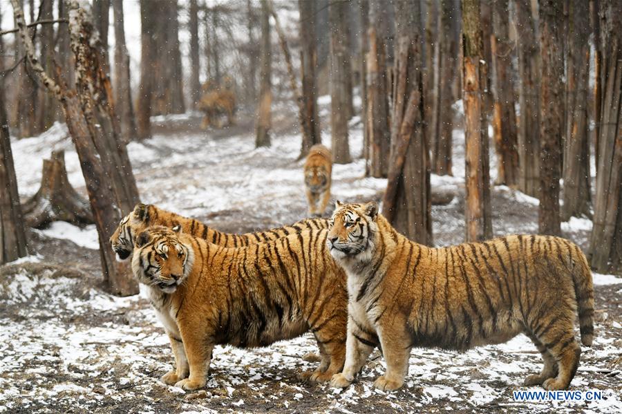 En fotos: los tigres siberianos de Hailin en Heilongjiang 