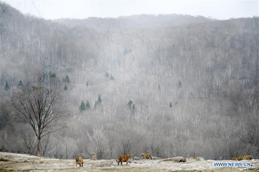 En fotos: los tigres siberianos de Hailin en Heilongjiang 