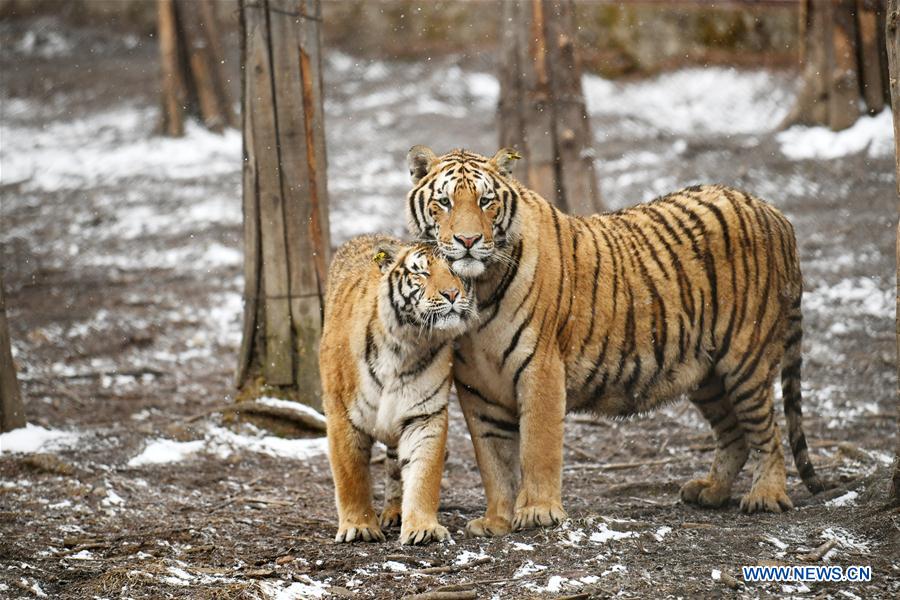 En fotos: los tigres siberianos de Hailin en Heilongjiang 