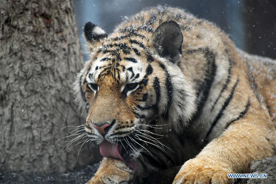 En fotos: los tigres siberianos de Hailin en Heilongjiang 