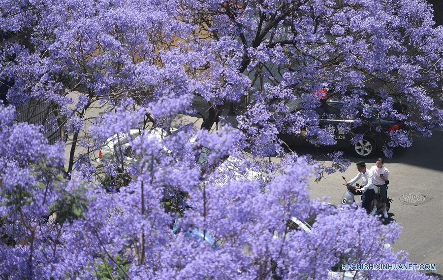 Flores de jacaranda en Kunming