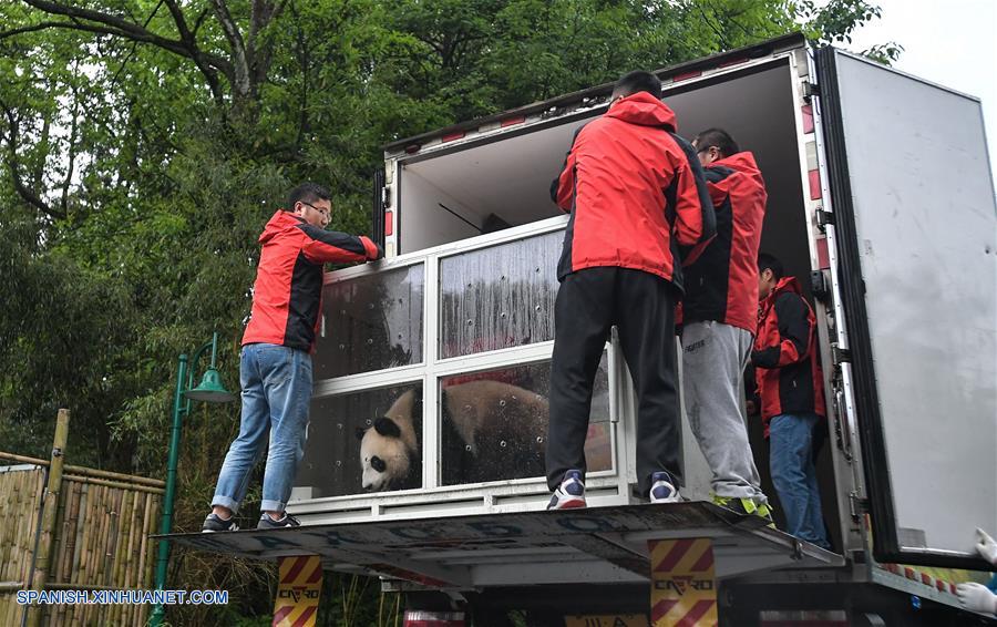 Pandas gigantes chinos viajan a Rusia