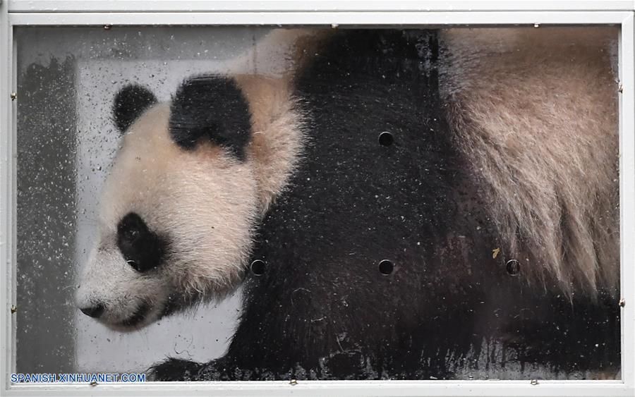 Pandas gigantes chinos viajan a Rusia