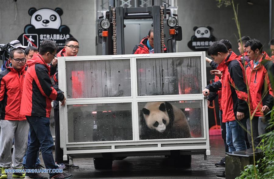 Pandas gigantes chinos viajan a Rusia