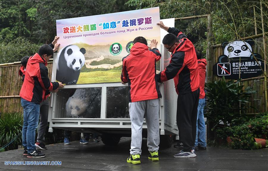 Pandas gigantes chinos viajan a Rusia