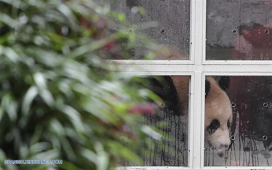 Pandas gigantes chinos viajan a Rusia