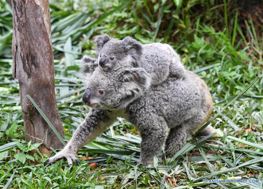 Koalas en Parque de Safari Chimelong en Guangzhou