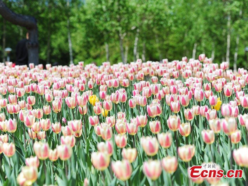 Florecen los tulipanes en Jilin