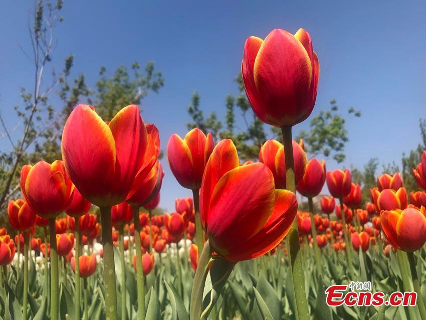 Florecen los tulipanes en Jilin