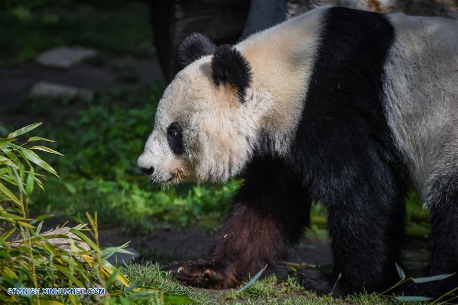 Vida feliz de panda gigante Yang Yang en Zoológico de Schonbrunn en Viena, Austria