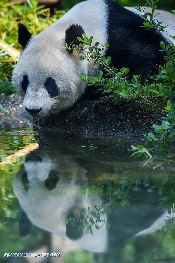 Vida feliz de panda gigante Yang Yang en Zoológico de Schonbrunn en Viena, Austria