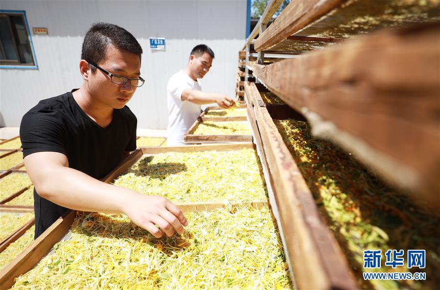 El 28 de mayo, los agricultores de la aldea Liujiazhuang de Dameng, en el condado Neiqiu de la provincia de Hebei, recolectan madreselva.