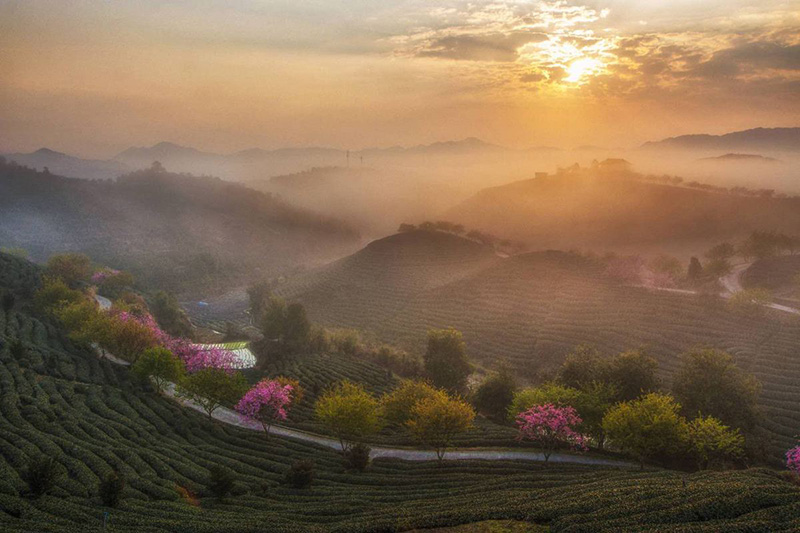 Los cerezos en flor acentúan el paisaje de una plantación de té en el condado de Yongfu, ciudad de Zhangzhou, provincia de Fujian. [Foto: Chen Xiurong/ Chinadaily]