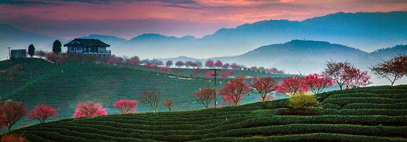 Los cerezos en flor acentúan los sembrados de té. [Foto: Chen Xiurong/ Chinadaily]