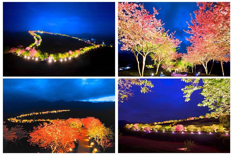 Cerezos en flor, a ambos lados de una carretera. [Foto: Chen Xiurong/ Chinadaily] 