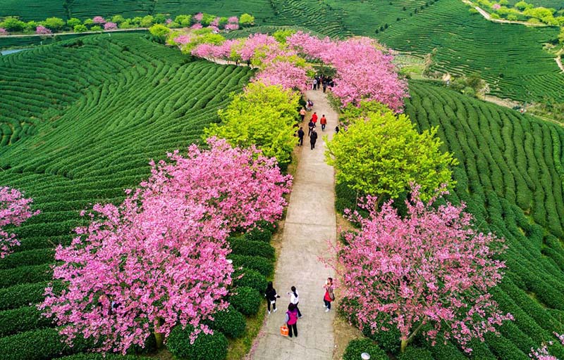 Cerezos en flor, a ambos lados de una carretera. [Foto: Chen Xiurong/ Chinadaily] 