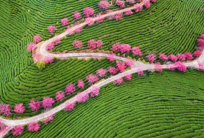 Cerezos en flor, a ambos lados de una carretera. [Foto: Chen Xiurong/ Chinadaily] 