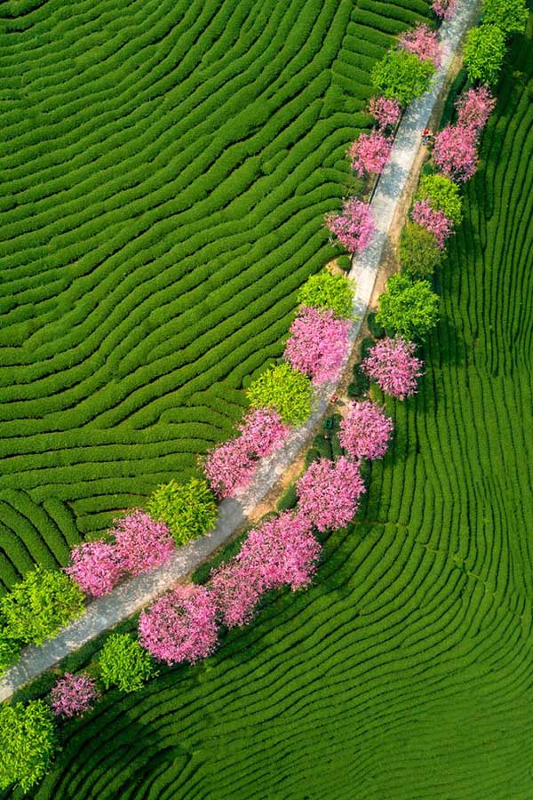 Cerezos en flor, a ambos lados de una carretera. [Foto: Chen Xiurong/ Chinadaily] 