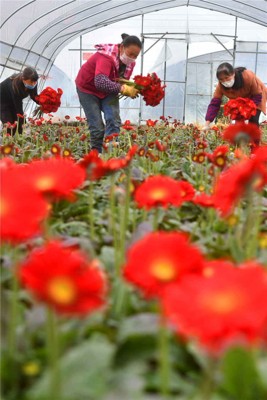 Recogida de girasoles en un invernadero de la aldea de Longhualing, ciudad de Ansha, Changsha. (Foto: Guo Liliang/ China Daily) 