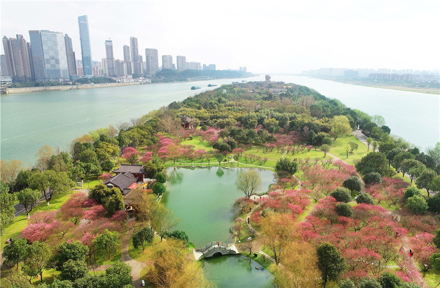 Los ciruelos florecen sobre un telón de fondo de hierba verde en la Isla Naranja, un lugar pintoresco de Changsha. (Foto: Li Jian/ China Daily) 