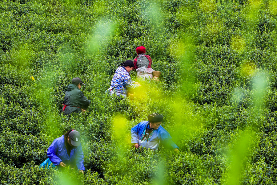 Los agricultores recolectan hojas de té en la aldea Aikou, Jishou, prefectura autónoma de Tujia y Miao, Xiangxi, provincia de Hunan. [Foto: proporcionada a chinadaily] 