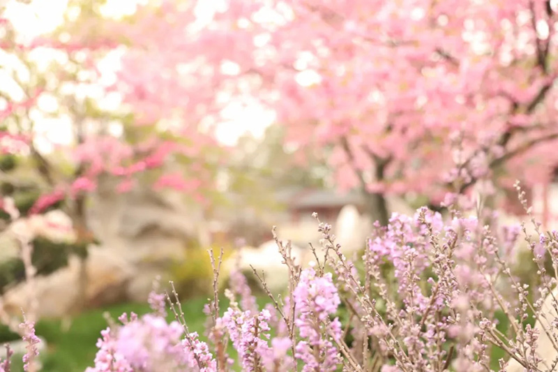 Florecen los cerezos en el lago Este de Wuhan