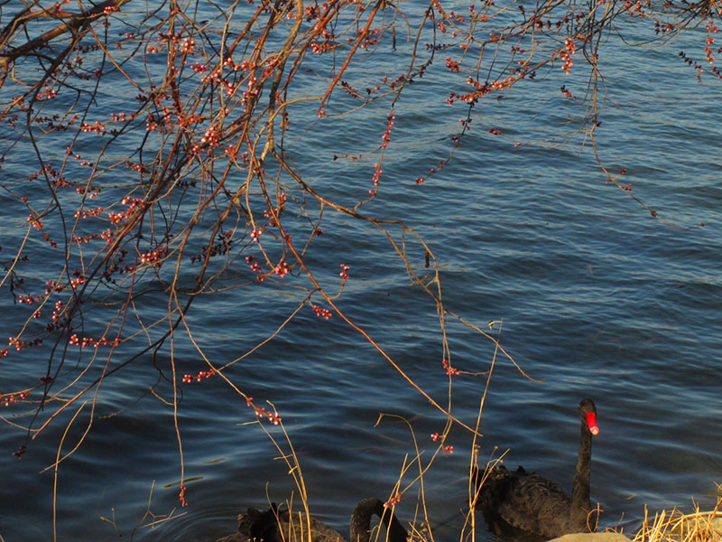 Cisnes negros bajo un ciruelo florecido en el West Dyke del Palacio de Verano de Beijing, 15 de marzo del 2020. [Foto: Jiang Dong/ Chinadaily] 