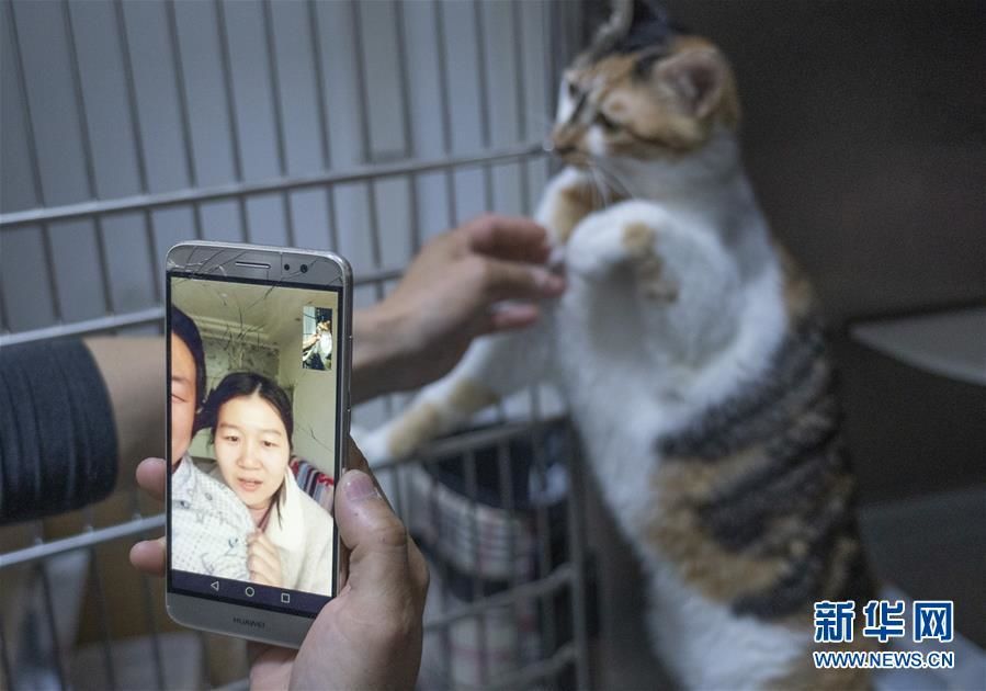 El 24 de marzo, en el Hospital Veterinario Model de Wuhan (sucursal de Guanggu), Gao Jindong informó a los due?os de las mascotas sobre la situación de sus animales en tiempo real a través de una conexión de video. Por Cai Yang, Agencia de Noticias Xinhua.