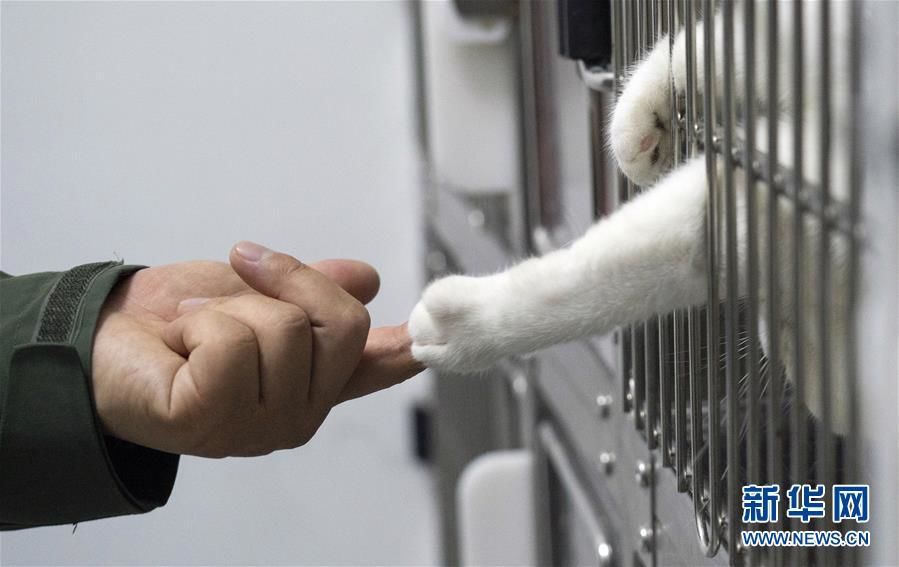 El 24 de marzo, en el Hospital Veterinario Model de Wuhan (sucursal de Guanggu), un gatito jugaba con su criador. Por Cai Yang, Agencia de Noticias Xinhua.