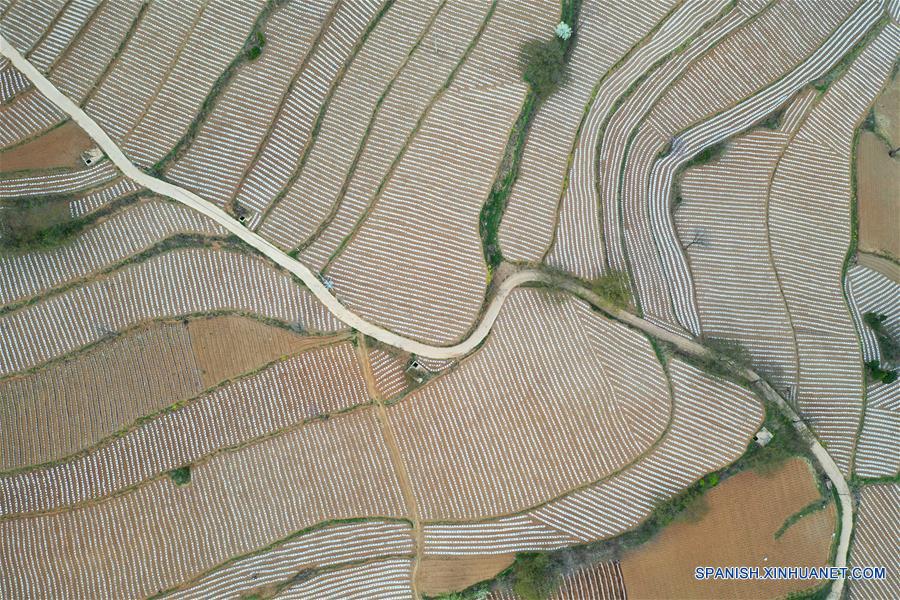 Henan: Campos en terrazas en Sanmenxia