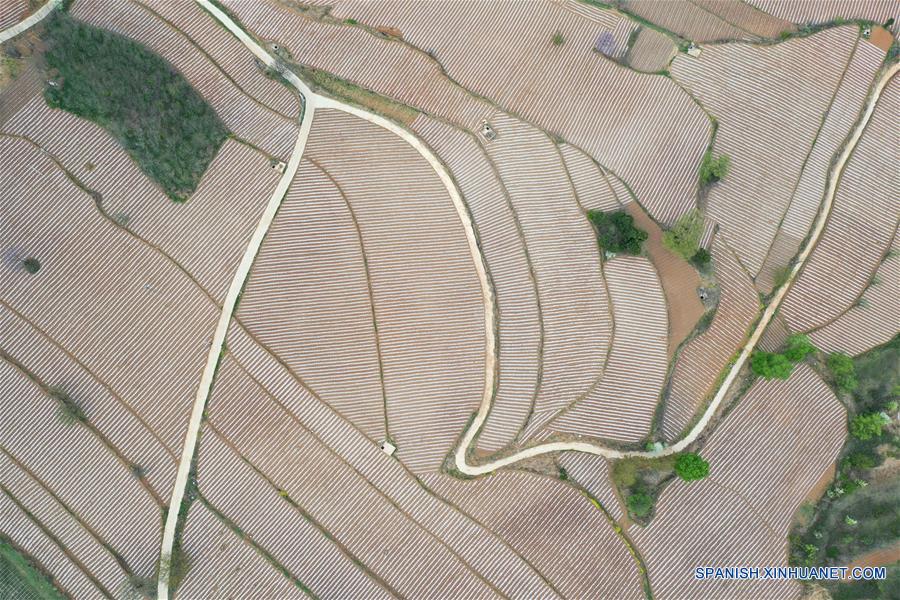 Henan: Campos en terrazas en Sanmenxia