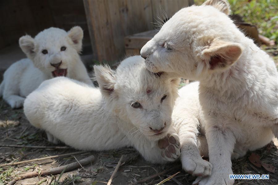 Cachorros trillizos de león blanco hacen debut en Parque Safari Forestal de Nantong