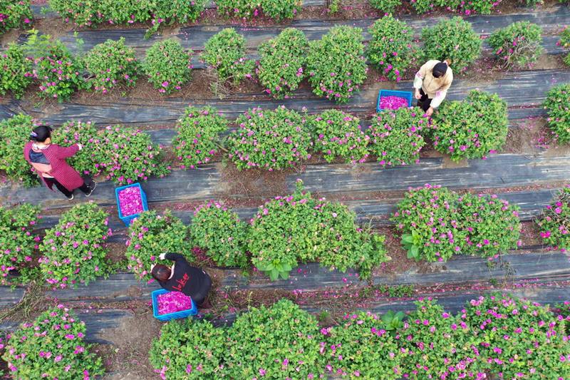 Los empleados recogen rosas en un jardín de rosas en Yangzhou, provincia de Jiangsu del este de China, el 4 de mayo de 2020. [Foto / Xinhua]