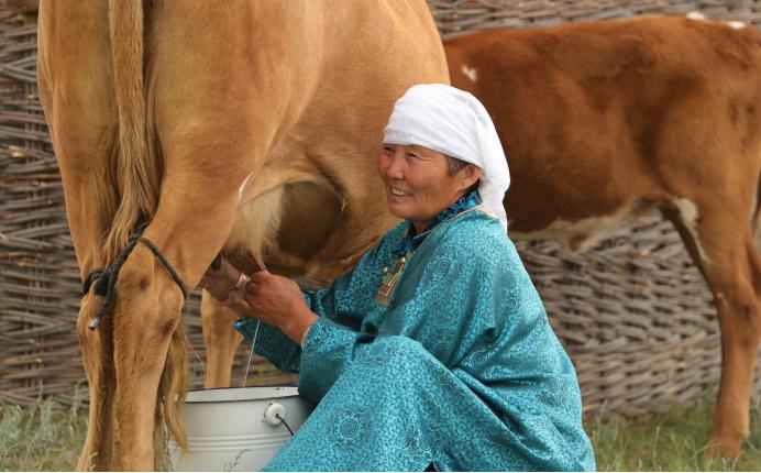 La vida de los pastores en la región autónoma de Mongolia Interior ha mejorado considerablemente. Se ha desarrollado el turismo ganadero y ecológico. En la foto, una pastora de Mongolia Interior está orde?ando una vaca. Lu Changzai / Foto de Diario del Pueblo