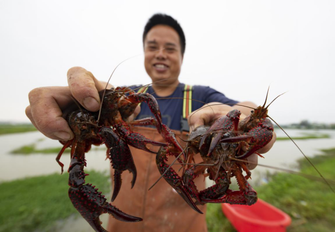 En una base de cangrejos de arroz de 700 mu (1 mu equivale a 666 metros cuadrados) en la aldea de Zhentian, en el área de alta tecnología del municipio de Shuixi en Xinyu, provincia de Jiangxi (este de China), Hu Yunping muestra los cangrejos que ha capturado. Foto del 9 de mayo. (Zhao Chunliang / vip.people.com.cn)