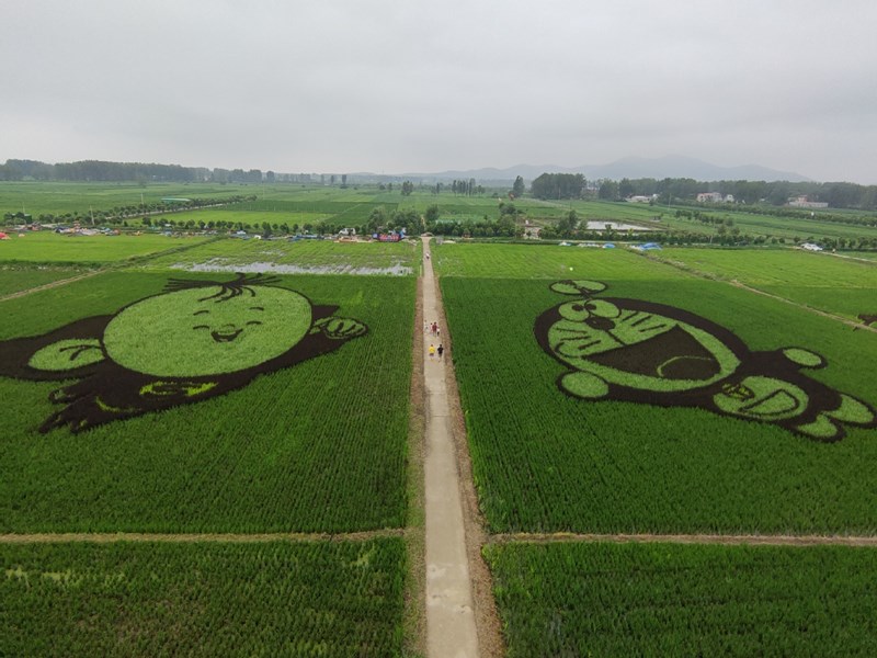 Imágenes de dibujos animados en un arrozal en la aldea Zhaolou de Liuzhuang, provincia de Henan, como parte de un esfuerzo por atraer a los turistas e impulsar las ventas de arroz. [Foto proporcionada a chinadaily.com.cn]