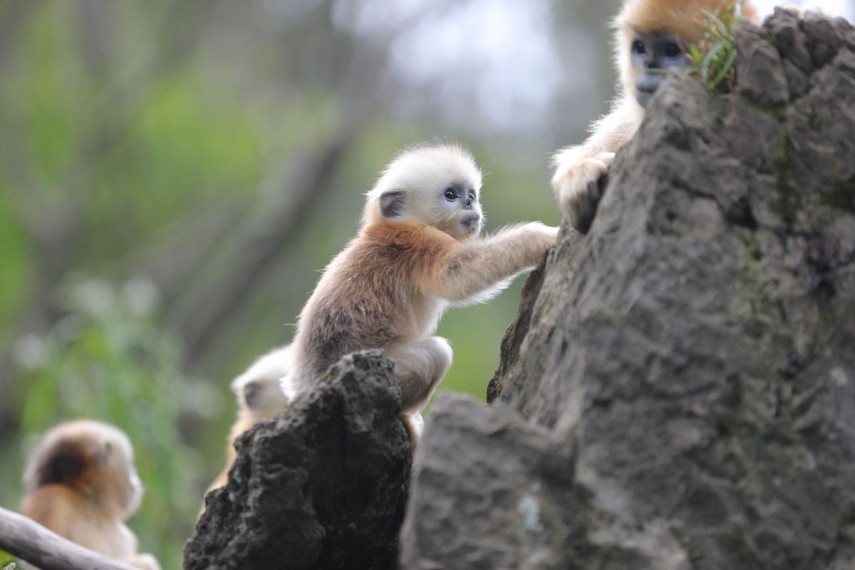 El más reciente ejemplar nacido en China, bautizado como Scallop, juega en la Base de Investigación del Campo de Monos Dorados de Dalongta, adscrita al Instituto de Investigación del Parque Nacional Shennongjia, provincia de Hubei. [Foto: Guo Yuming/ Chinadaily]