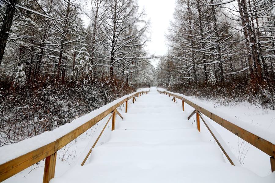 Después de una fuerte nevada, la escarcha de los árboles convirtió el distrito Huzhong en la región de Daxinganling, provincia de Heilongjiang, en un paisaje de ensue?o. [Foto de Feng Hongwei / para chinadaily.com.cn]