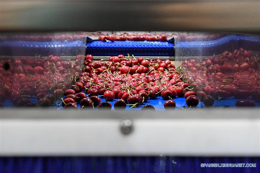 SANTIAGO, 18 diciembre, 2019 (Xinhua) -- Imagen del 5 de diciembre de 2019 de cerezas en proceso de selección en la Planta Merquen, en la comuna de Paine, en Santiago, Chile. El 88 por ciento de las cerezas chilenas de exportación se enviaron a China en la temporada 2018/2019, lo que convirtió al país asiático en el principal destino de la fruta, un fenómeno que, según la Asociación de Exportadores de Frutas de Chile, se mantendría en 2020 con cifras históricas. (Xinhua/Jorge Villegas) 