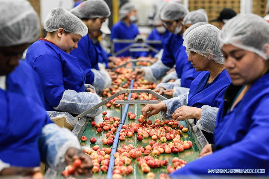 SANTIAGO, 18 diciembre, 2019 (Xinhua) -- Imagen del 5 de diciembre de 2019 de empleadas trabajando en la Planta Merquen, en la comuna de Paine, en Santiago, Chile. El 88 por ciento de las cerezas chilenas de exportación se enviaron a China en la temporada 2018/2019, lo que convirtió al país asiático en el principal destino de la fruta, un fenómeno que, según la Asociación de Exportadores de Frutas de Chile, se mantendría en 2020 con cifras históricas. (Xinhua/Jorge Villegas) 