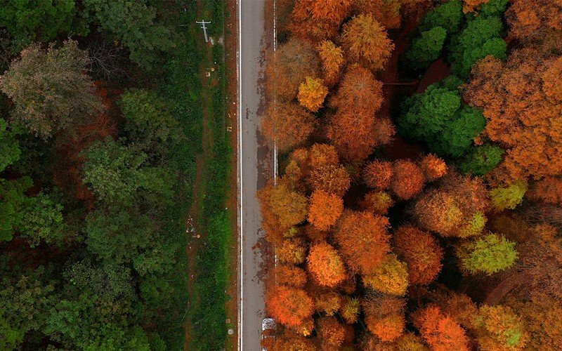 Parque Forestal Nacional en Jingzhou Miao y Dong, provincia de Hunan. Las secuoyas del amanecer presentan una espléndida vista que atrae a muchos turistas, 1o de diciembre del 2020 (Foto: Pueblo en Línea/ Liu Jiehua) 