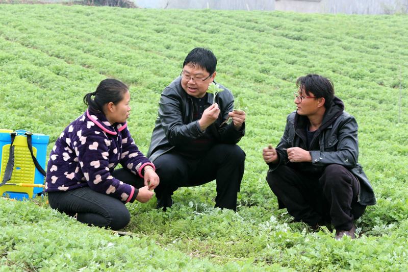 Lu Qinghui, ingeniero agrónomo de la ciudad de Mingguang, en la provincia de Anhui, ense?a a Wang Tao, un agricultor de ajenjo de la aldea Doushan, cómo manejar la planta durante el clima frío, 1o de abril del 2020. (Foto: Pueblo en Línea/ Li Xiaocun)