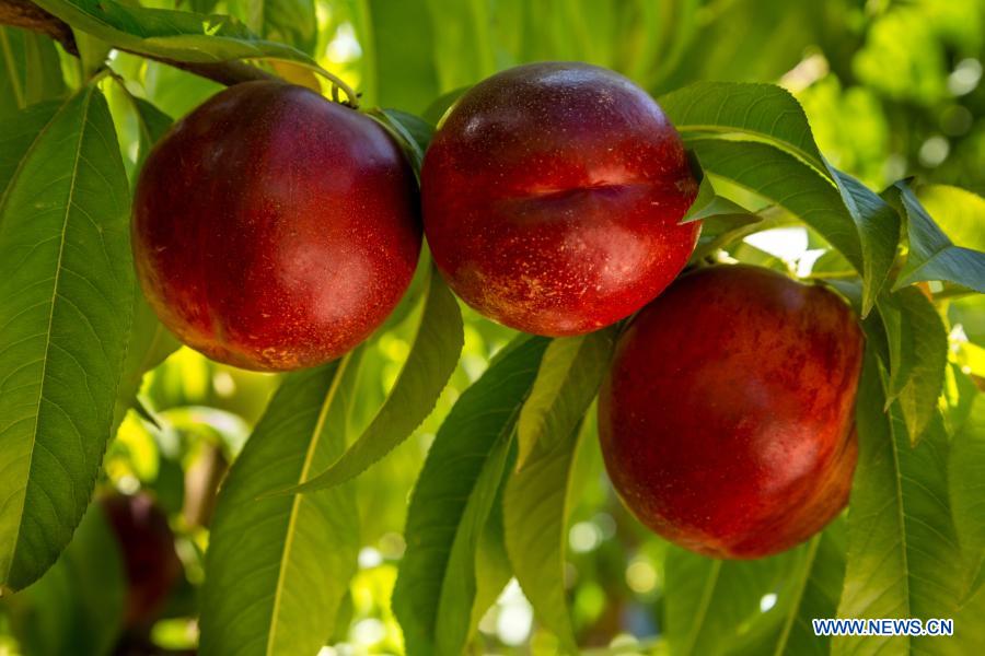 Imagen sin fechar y sin ubicación cedida por la Universidad de Chile de nectarinas de la línea "Andes Nec, fruta de piel roja y de "muy buen sabor" que resiste en óptimas condiciones viajes de 35 a 40 días. Un grupo de científicos chilenos creó nuevas variedades de frutas originarias del país, entre ellas nectarinas, frambuesas y uvas, que soportan largos viajes y mantienen su calidad, sin ningún proceso transgénico. (Xinhua/Universidad de Chile)