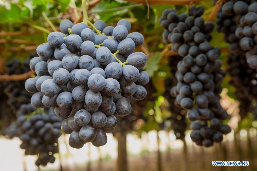 SANTIAGO, 12 enero, 2021 (Xinhua) -- Imagen sin fechar y sin ubicación cedida por el Consorcio Biofrutales de uvas de mesa negra de la variedad "Maylen", desarrollada por el Instituto de Investigaciones Agropecuarias de Chile junto al Consorcio Biofrutales, que se jacta de no tener semilla, sabor dulce y excelente vida de postcosecha, puesto que puede permanecer hasta 90 días en frío en perfectas condiciones. Un grupo de científicos chilenos creó nuevas variedades de frutas originarias del país, entre ellas nectarinas, frambuesas y uvas, que soportan largos viajes y mantienen su calidad, sin ningún proceso transgénico. (Xinhua/Consorcio Biofrutales)