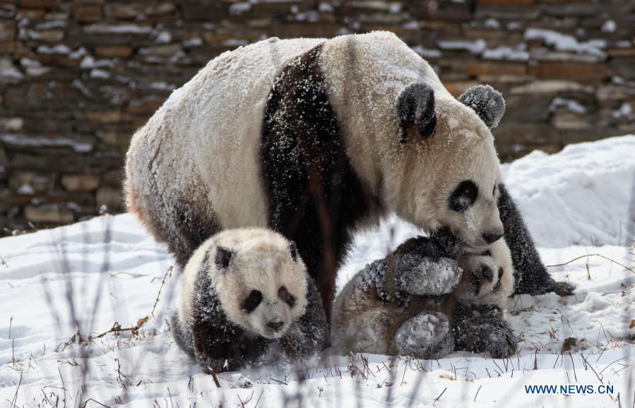 (Foto: Xinhua/ Jiang Hongjing)