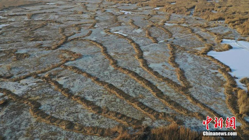 Comienza la cosecha de juncos en el lago Bosten en Xinjiang