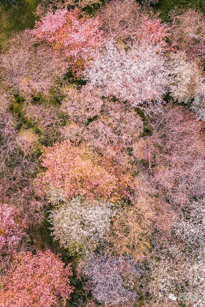 Con el calor de la primavera florecen los cerezos en Wuhan