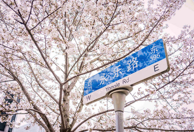 Cerezo en flor de la avenida Yongle, distrito Baoshan, Shanghai. [Foto: proporcionada a China Daily]